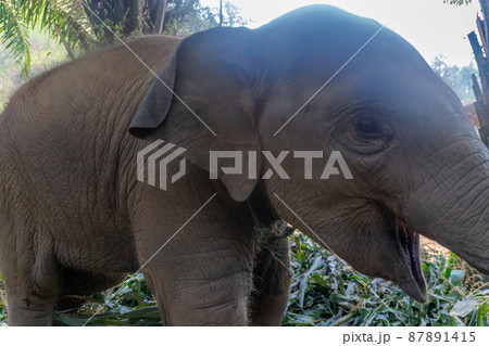 タイのチェンマイのこどものゾウ タイのチェンマイのこどものゾウ 87891415