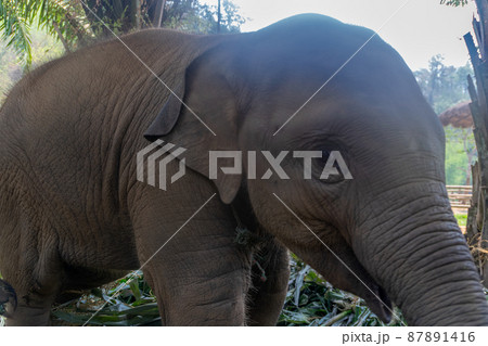 タイのチェンマイのこどものゾウ タイのチェンマイのこどものゾウ 87891416
