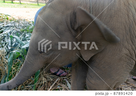 タイのチェンマイのこどものゾウ タイのチェンマイのこどものゾウ 87891420