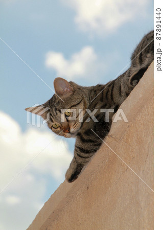 Gray Scottish Straight cat sleeping on the window. Portrait of a beautiful cat Gray Scottish Straight cat sleeping on the window. Portrait of a beautiful cat 87891440