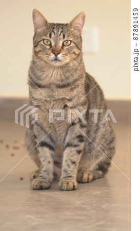 Gray Scottish Straight cat sleeping on the window. Portrait of a beautiful cat 87891459