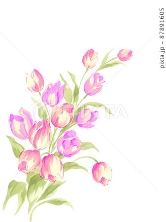 豪華なチューリップの花束 マゼンダ系 花言葉 思いやり愛のめばえ【手描き水彩画】白バック 透過背景  87891605