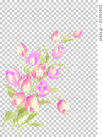 豪華なチューリップの花束 マゼンダ系 花言葉 思いやり愛のめばえ【手描き水彩画】白バック 透過背景  87891605