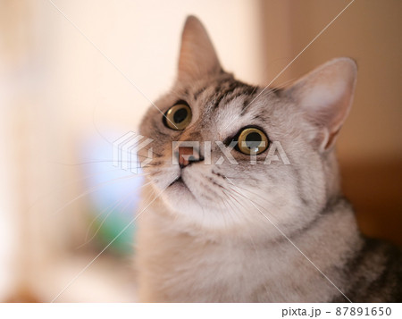 猫の銀のきょとん顔　（トラ猫オス） 87891650