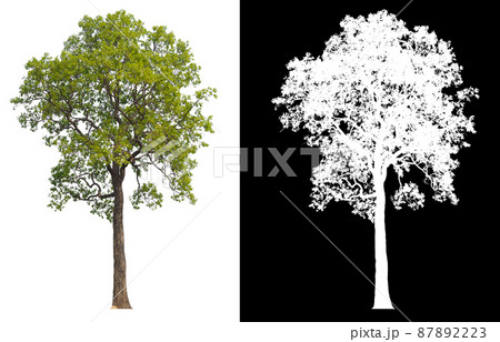Green tree isolated on white background with post cut out original background and white background replaced for easy to selection with clippings path inside Green tree isolated on white background with post cut out original background and white background replaced for easy to selection with clippings path inside 87892223