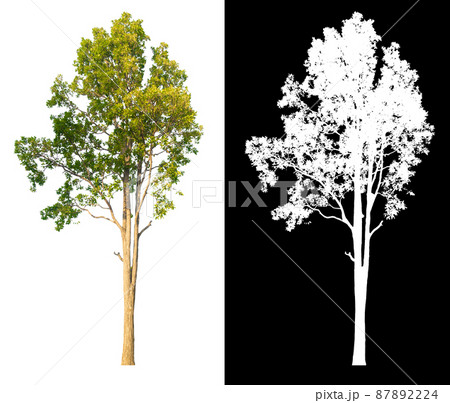 Green tree isolated on white background with post cut out original background and white background Green tree isolated on white background with post cut out original background and white background 87892224