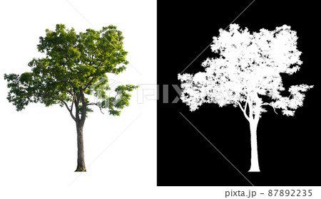 Green tree isolated on white background with post cut out original background and white background replaced for easy to selection with clippings path inside 87892235