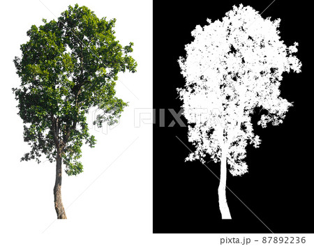 original background and white background replaced for easy to selection with clippings path inside 87892236