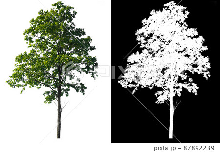Green tree isolated on white background with post cut out original background and white background replaced for easy to selection with clippings path inside Green tree isolated on white background with post cut out original background and white background replaced for easy to selection with clippings path inside 87892239