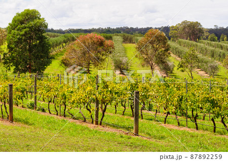 Vineyards and orchards - Lovedale Vineyards and orchards - Lovedale 87892259