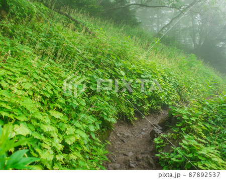 栃木県日光市・日光白根山登山道のカニコウモリ群落 87892537