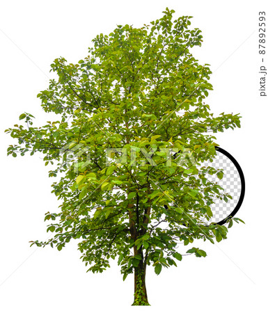 isolated tree on white background 87892593