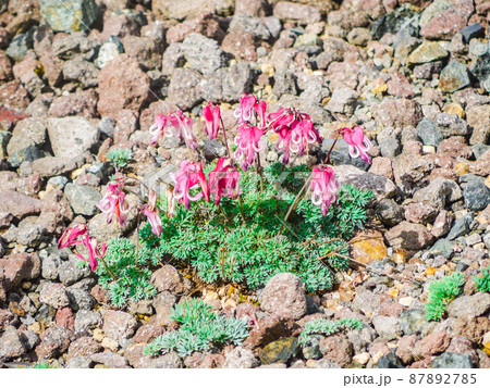 栃木県日光市・日光白根山の岩場に咲くコマクサ 87892785