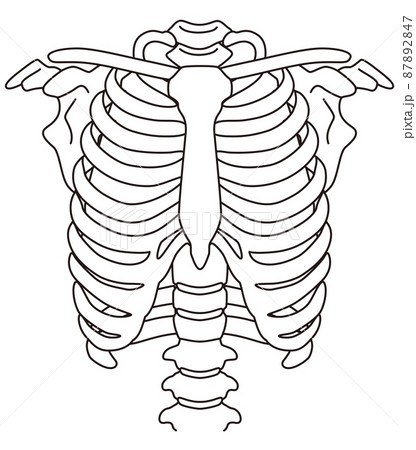 肋骨　骨格図 87892847