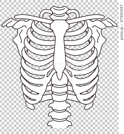 Rib skeleton diagram 87892847