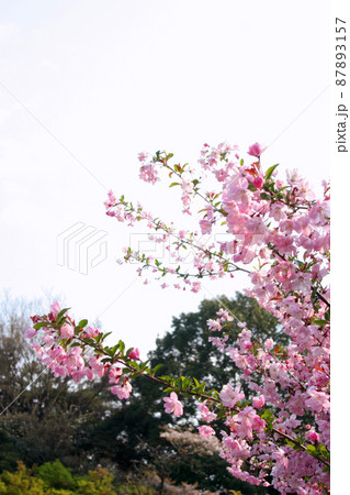 ハナカイドウ　花海棠 87893157