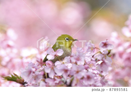 満開の河津桜とメジロ 満開の河津桜とメジロ 87893581