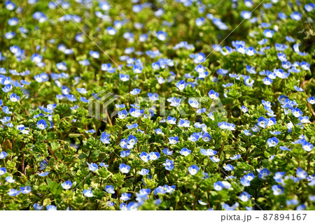 オオイヌノフグリ（ 大犬の陰嚢） 87894167