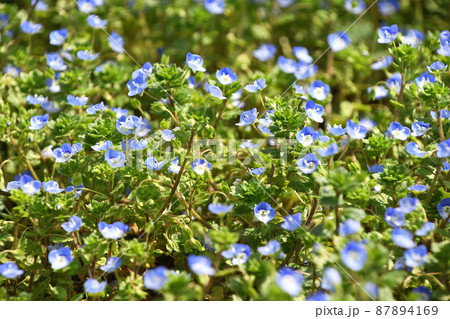 オオイヌノフグリ（ 大犬の陰嚢） 87894169