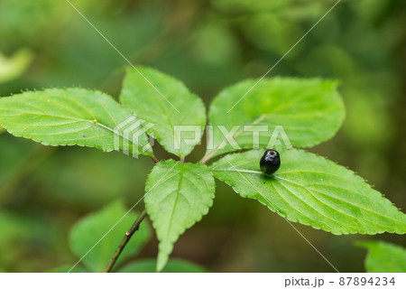 ハナイカダの葉と実 87894234