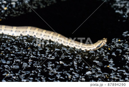 奄美大島のヒメハブ 87894290