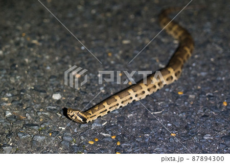 奄美大島のヒメハブ 87894300