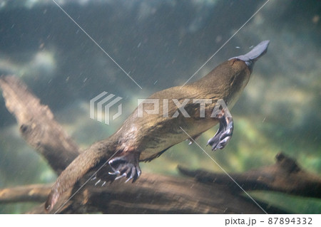 オーストラリアのタスマニアのカモノハシ オーストラリアのタスマニアのカモノハシ 87894332