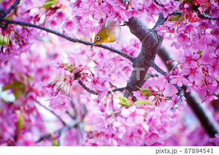 桜の木に可愛い黄色い鳥メジロに春を感じる 桜の木に可愛い黄色い鳥メジロに春を感じる 87894541