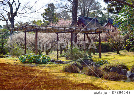 早春の京都市城南宮の平安の庭が美しい 早春の京都市城南宮の平安の庭が美しい 87894543