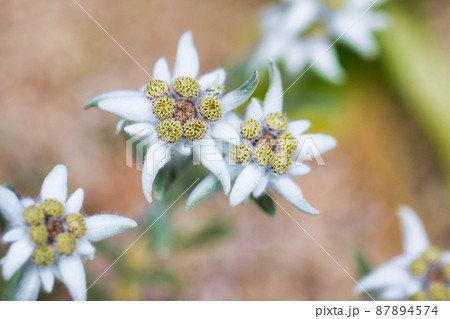 チシマウスユキソウ チシマウスユキソウ 87894574