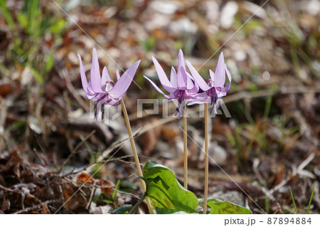 カタクリ 87894884