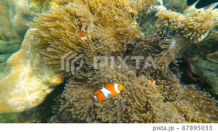Family of clownfish hide in sea anemone on the beautiful coral reef in Surin island national park, Thailand Family of clownfish hide in sea anemone on the beautiful coral reef in Surin island national park, Thailand 87895033