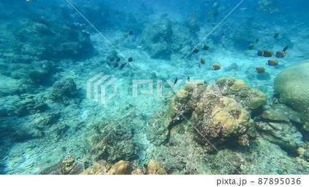 Beautiful underwater scene of colorful Coral reefs and large schools of redtail butterflyfish in Surin islands national park, Phang Nga, Thailand Beautiful underwater scene of colorful Coral reefs and large schools of redtail butterflyfish in Surin islands national park, Phang Nga, Thailand 87895036