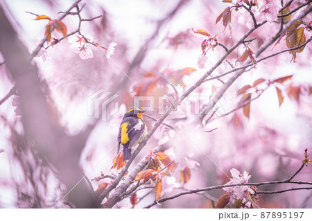 山桜とキビタキ 87895197