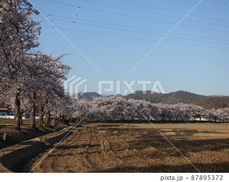 満開の桜　さくら　サクラ　まほろばの緑道 87895372
