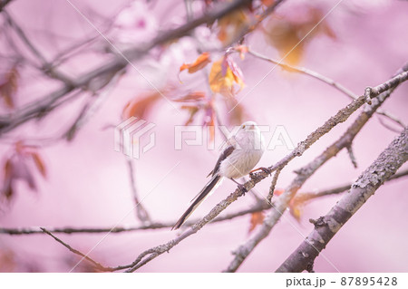 山桜とシマエナガ 山桜とシマエナガ 87895428