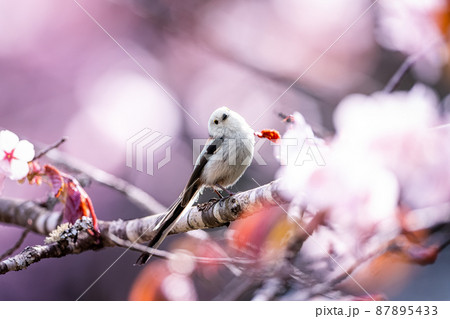 山桜とシマエナガ 山桜とシマエナガ 87895433