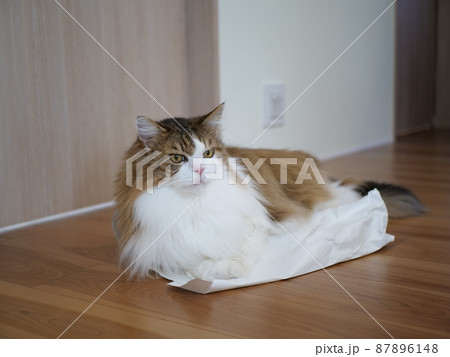 猫と紙袋 mainecoon cat 87896148