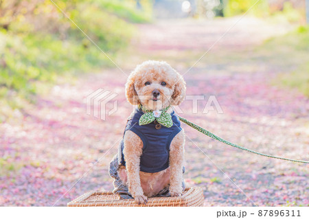 犬と桜 犬と桜 87896311