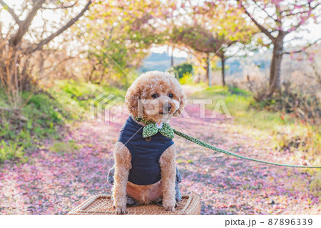 犬と桜 犬と桜 87896339