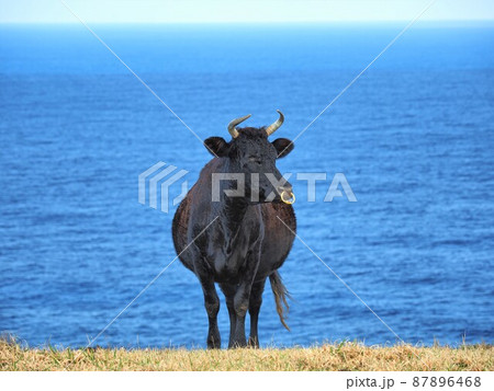 沖縄県 与那国島 東崎 87896468