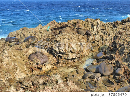 沖縄県 与那国島 アリシ 87896470