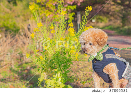 犬と菜の花 87896581