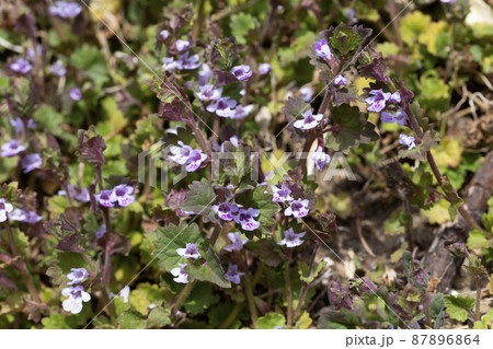 カキドオシ 87896864