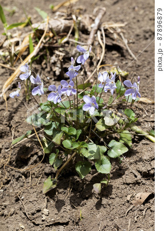 タチツボスミレ 87896879