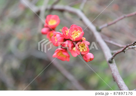 もうすぐ咲きそうな赤い色の梅の花の蕾 87897170