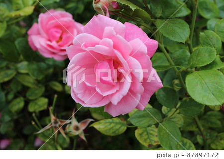 鮮やかに咲き誇る満開のピンクのバラ 87897172