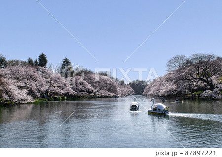 東京都　井の頭公園　井の頭池　満開の桜 87897221