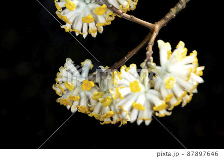 ミツマタの花 87897646