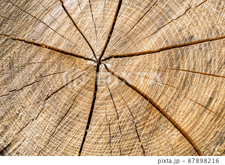 Beautiful wooden fracture old oak, natural texture close up 87898216